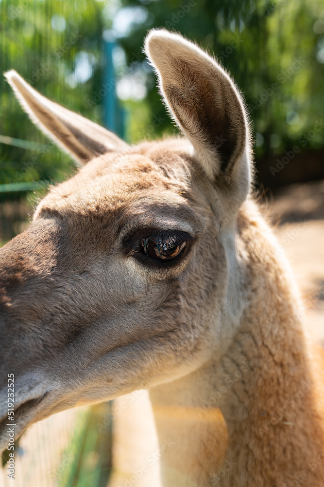 Very beautiful lama portrait. Domesticated South American camel at the zoo. Lama in the zoo, petting zoo.