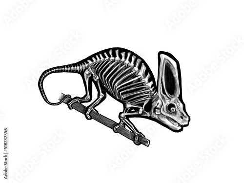 Chameleon skeleton graphic  black and white