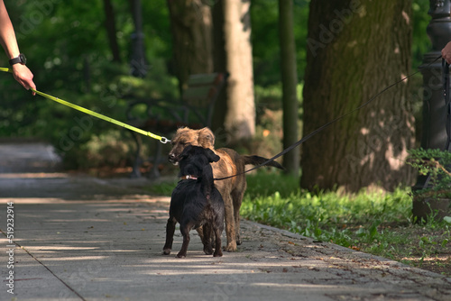 Two dogs walking in the park Dogs on leashes greet each other during the walk.
