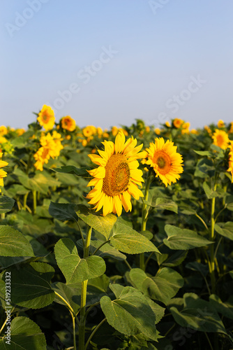 A beautiful field of blooming golden sunflowers against a blue sky. Harvest preparation, sunflower oil production.