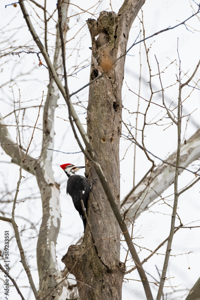 Male Pileated wood pecker on sycamore tree. Male Pileated wood pecker on sycamore tree.