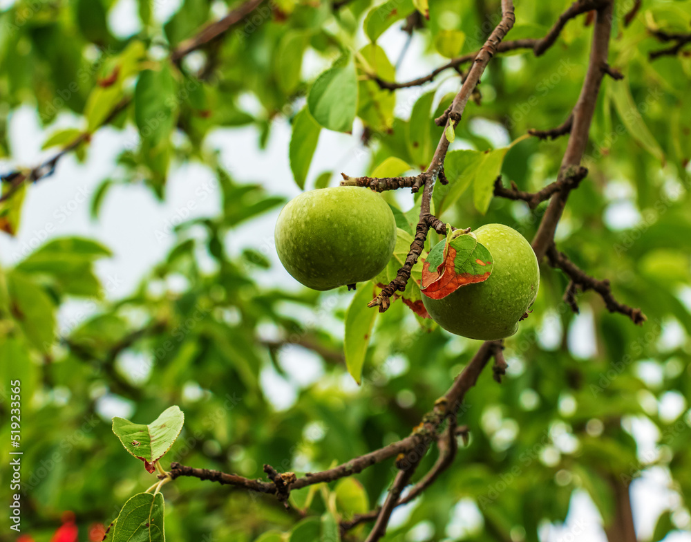 Obraz premium Apple tree branch with ripening juicy apples under bright sunlight. Summer harvest in the garden. Organic gardening and agriculture