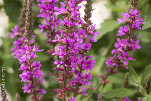 Lythrum salicaria (spiked loosestrife, purple Lythrum) - perennial herbaceous plant belonging to the family Lytgraceae. Bright pink floral background