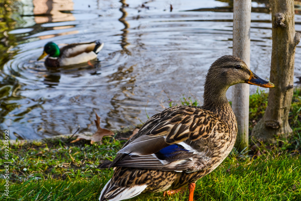 Female duck swimming in a creek Female duck swimming in a creek