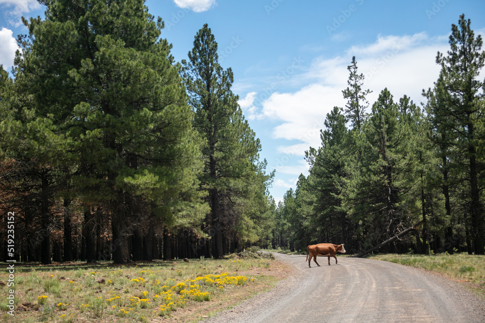 Naklejka premium Cattle Grazing in a USDA National Forest