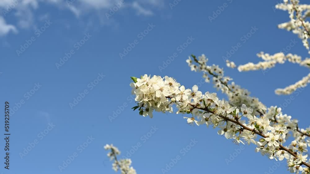 Cherry branches bloom in spring in the wind against a blue sky. Static camera. High quality 4k footage Cherry branches bloom in spring in the wind against a blue sky. Static camera. High quality 4k footage