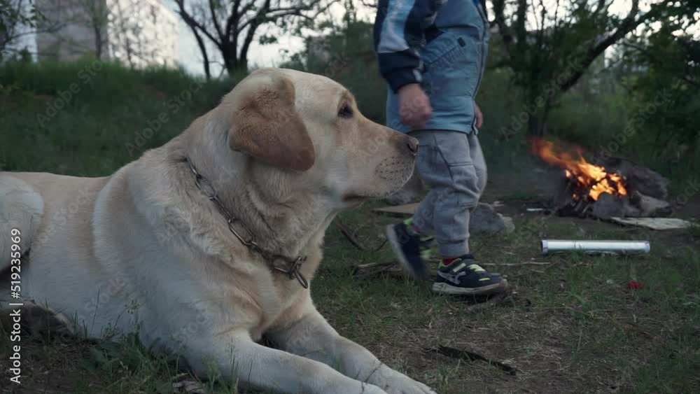 Dog, labrador on the background of a walking child by the fire in nature. In warm clothes, in a hood near a log. Collar chain. Cloudy day, cold, autumn, summer, spring Dog, labrador on the background of a walking child by the fire in nature. In warm clothes, in a hood near a log. Collar chain. Cloudy day, cold, autumn, summer, spring