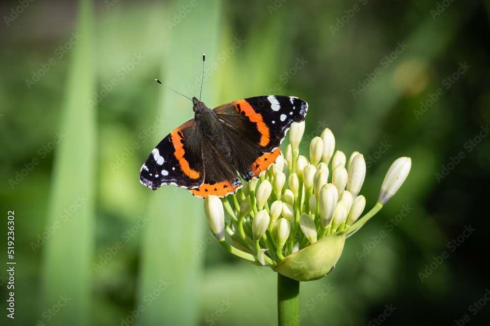 Red Admiral butterfly on unopened flower buds Red Admiral butterfly on unopened flower buds