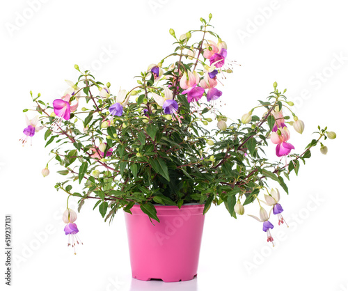 fuchsia plant in vase