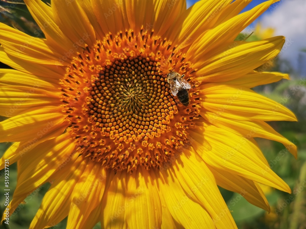 Obraz premium a honey bee collecting pollen on a sunflower