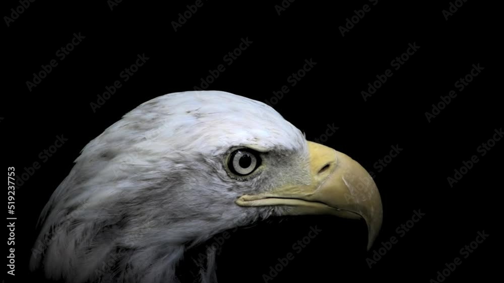 Bald eagle turns head close up Bald eagle turns head close up