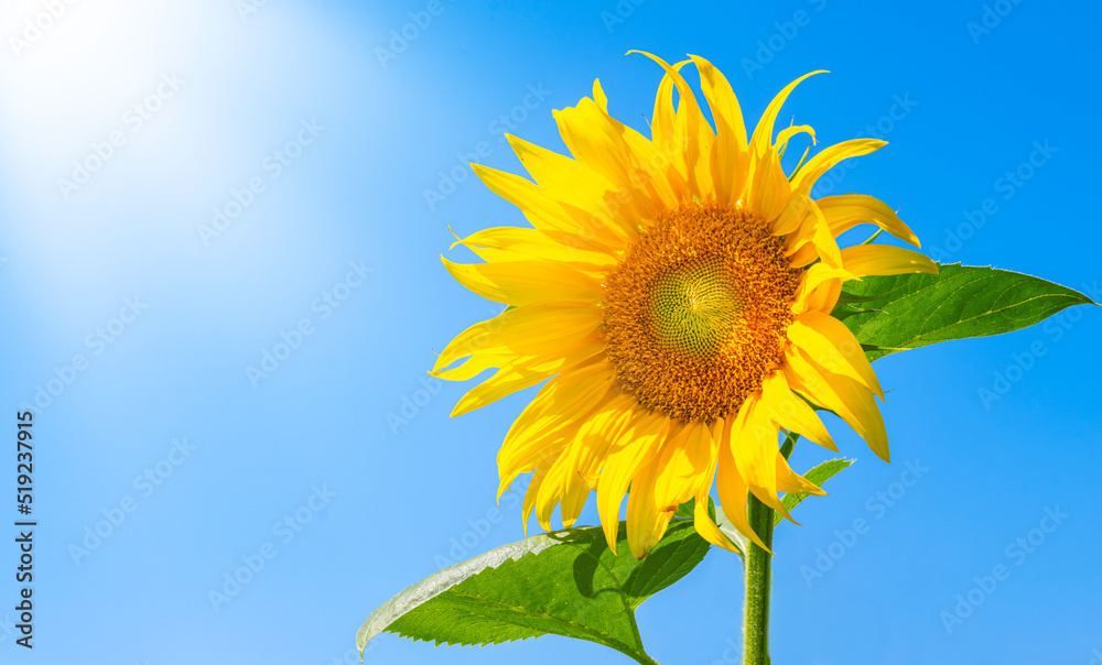 Sunflower close-up on a blue sky background Sunflower close-up on a blue sky background