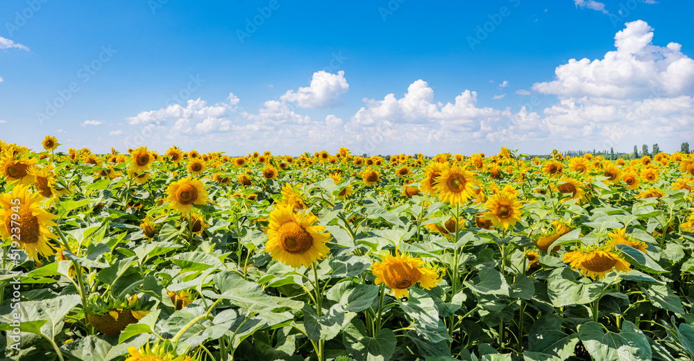 Sunflowers group on blue Sky
