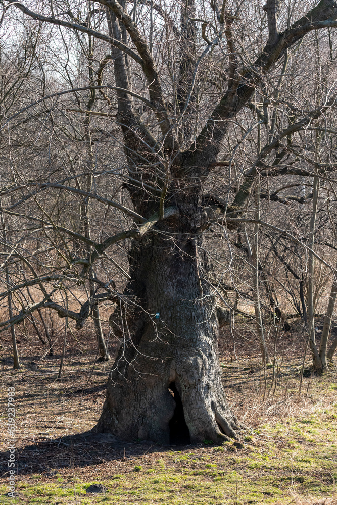 stare duże ogromne drzewo pomnik natury - obrazy, fototapety, plakaty 