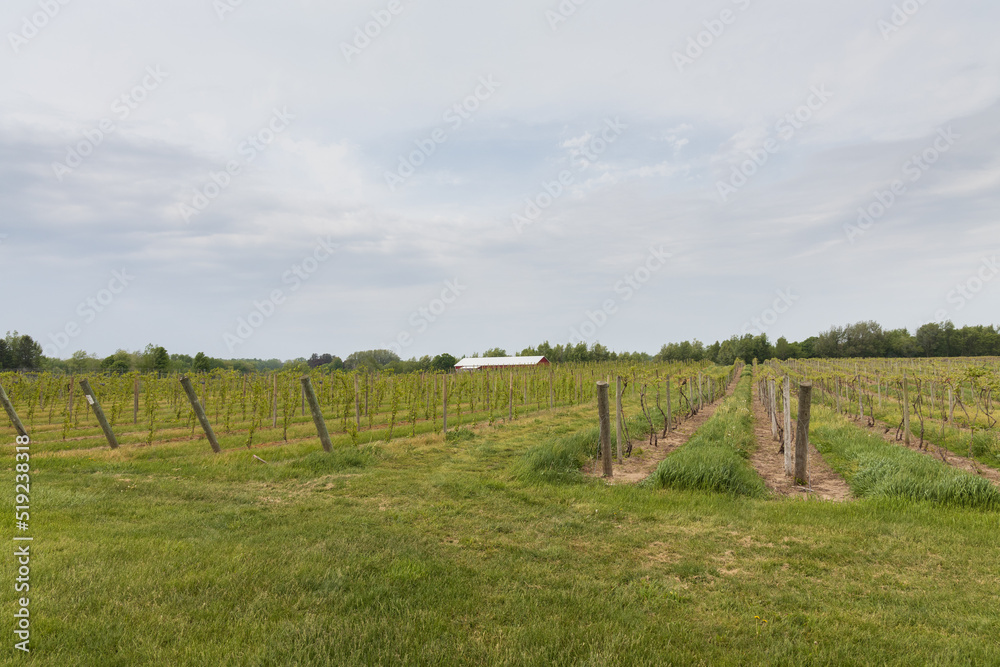 Rows of grapevines in a vineyard
