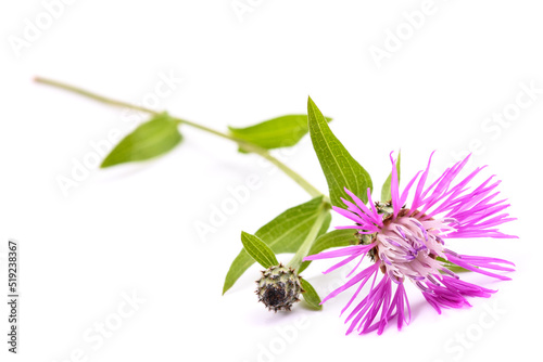 short fringed knapweed photo