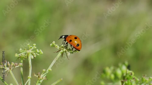 Ladybug takes off from the corolla of the plant. Macro shoot, slow motion.