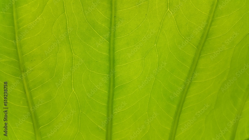 Very fresh taro leaf background. Very fresh taro leaf background.