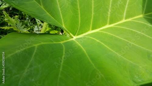 Very fresh taro leaf background.