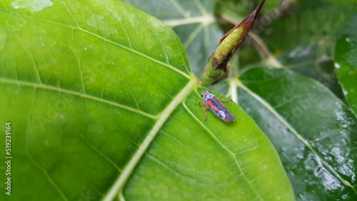 Photo of a small animal on a leaf. © Yusuf_Store