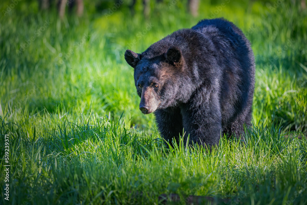 Medium close up of black bear walking through field of fresh spring grass