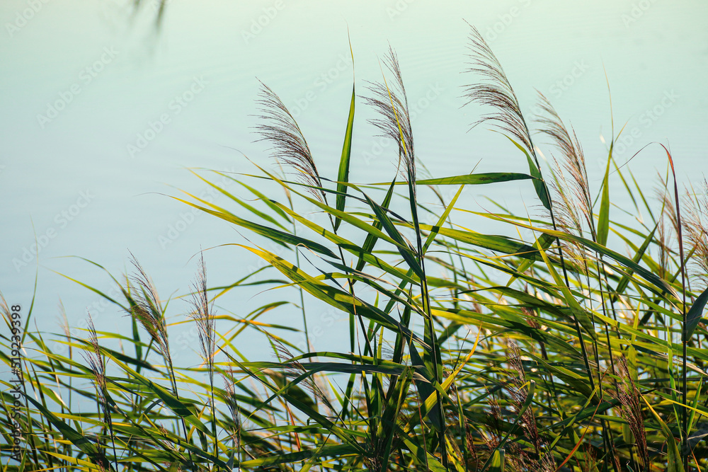 Green reeds on the background of the lake. Common reed. Photo of nature.