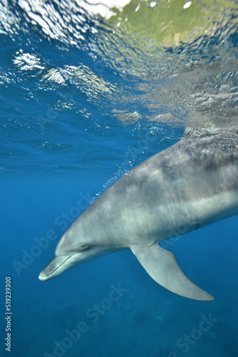 イルカが息を吐きながら水中に潜る © Yunosuke Hirai