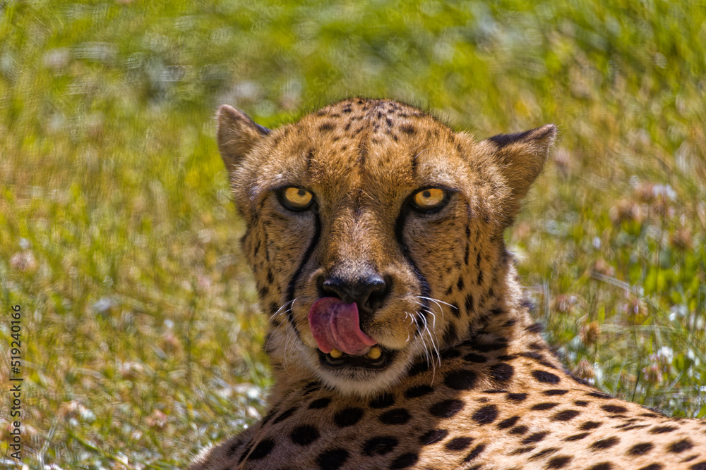Fototapeta premium Cheetah Head Shot