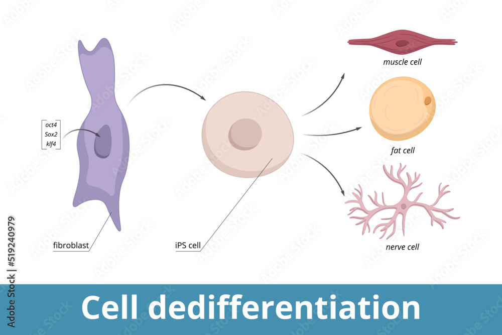 Cell dedifferentiation. Genes encoding three transcription regulators