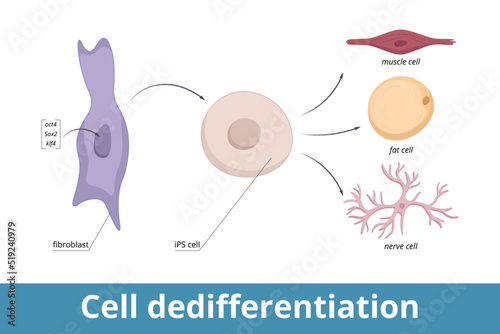 Cell dedifferentiation. Genes encoding three transcription regulators are artificially introduced into fibroblast nucleus, cell divides in culture (iPS cell), induced to de-differentiate. photo