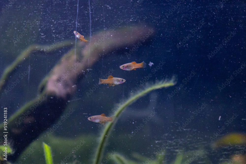 Fototapeta premium Baby Neon Swordtail Fish, Baby Fish in Live Planted Aquarium