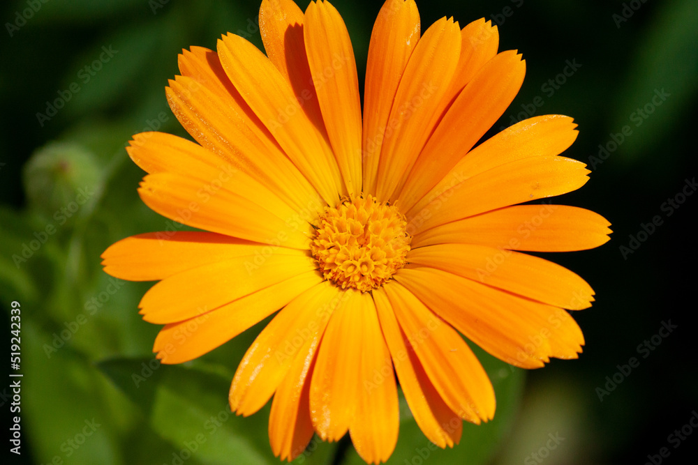 Flower of Calendula officinalis close-up. Flower of Calendula officinalis close-up.