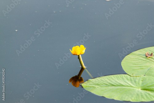 Close-up of a yellow flower grown on a pond.