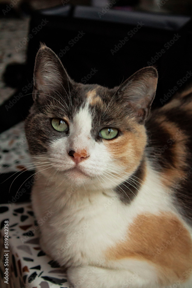 Obraz premium portrait of a cat