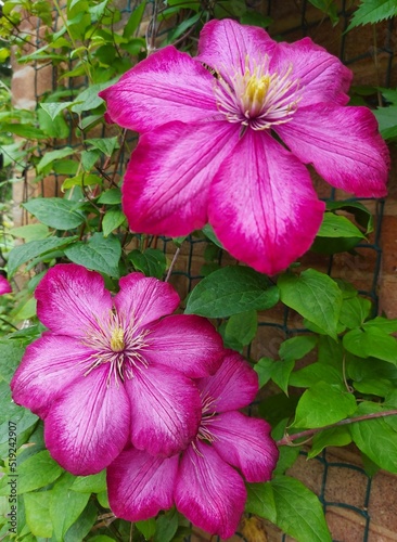 pink flowers in the garden