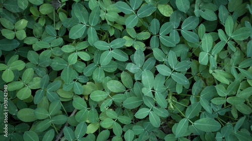 Arachis repens is a species in the family Fabaceae native to Brazil. This plant is often used as forage and ornamental plants. photo