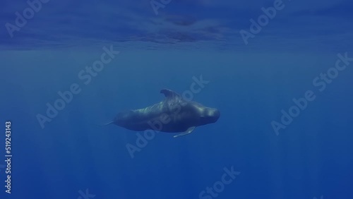 Asian Long finned pilot whale underwater. Beautiful Pilot Whales Family Swimming in ocean. Short-finned pilot whales living in tropical and subtropical waters. Very social animals and may travel group
