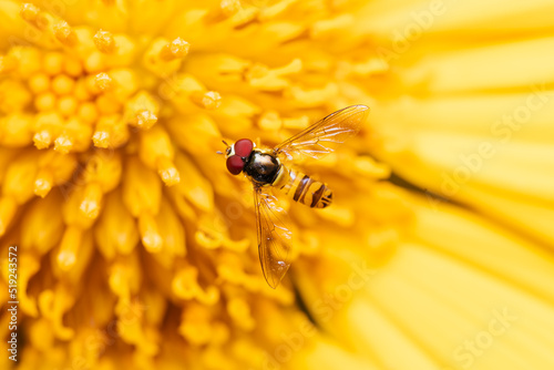 Bilde på lerret Hoverfly perched on yellow flower in the garden