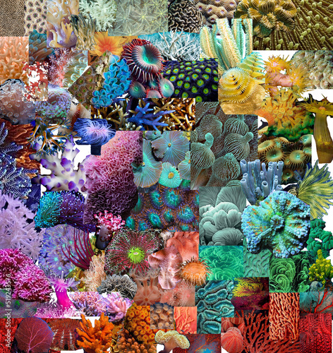 Fototapeta Naklejka Na Ścianę i Meble -  coral reefs board