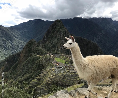 Alpaca taking care of the Machu Picchu © Aina