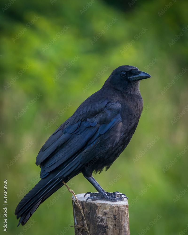 American Crow sitting on a fence post with selective focus and bokeh green background. American Crow sitting on a fence post with selective focus and bokeh green background.