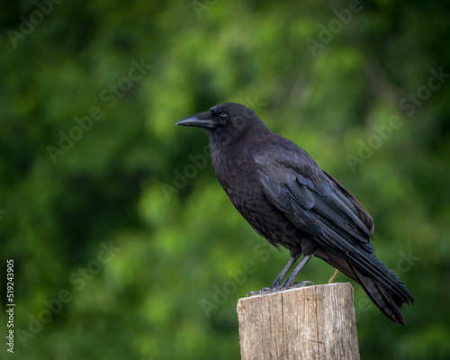 American Crow sitting on a fence post with selective focus and bokeh green background.