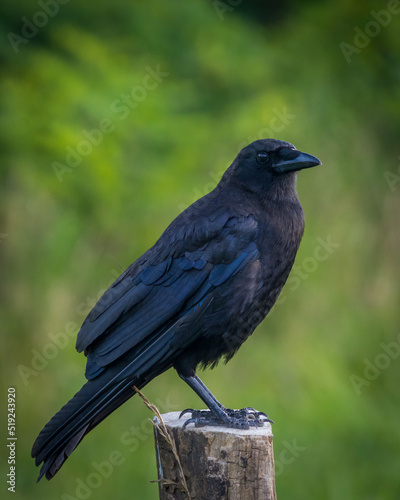 American Crow sitting on a fence post with selective focus and bokeh green background.