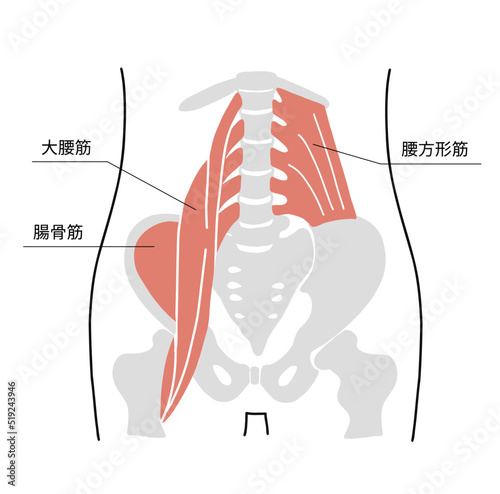 腰と骨盤の骨と周辺の主要筋肉のイラスト photo