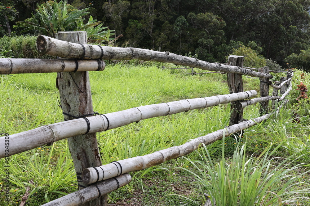 Fototapeta premium old bamboo fence 