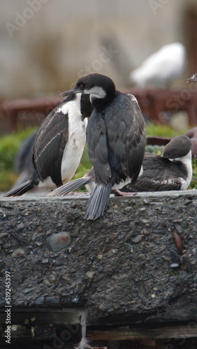 Antarctic shags (Leucocarbo bransfieldensis) perched on the old pier, at an old whaling station at Leith Harbor, South Georgia Island