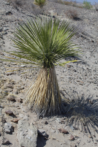 Soaptree yucca at Big Bend National Park in Texas