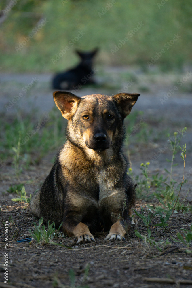 german shepherd dog