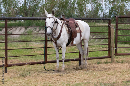 White mule under western tack standing outdoors next to a metal fence panel. photo