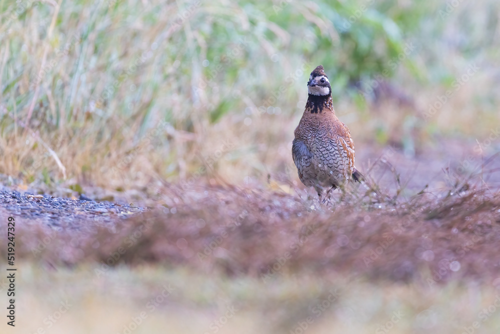Male northern bobwhite (Colinus virginianus) Male northern bobwhite (Colinus virginianus)